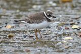 Semipalmated Plover