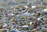 Semipalmated Plover