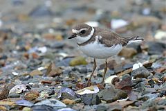 Semipalmated Plover