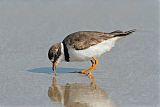 Semipalmated Plover