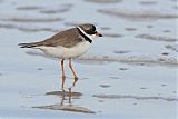 Semipalmated Plover