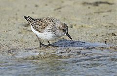 Semipalmated Sandpiper