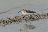 Semipalmated Sandpiper