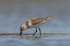 Semipalmated Sandpiper