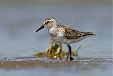 Semipalmated Sandpiper