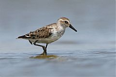 Semipalmated Sandpiper