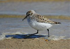 Semipalmated Sandpiper