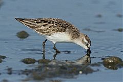 Semipalmated Sandpiper