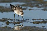 Semipalmated Sandpiper