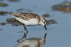 Semipalmated Sandpiper