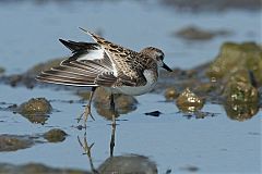 Semipalmated Sandpiper