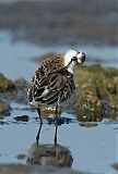 Semipalmated Sandpiper