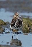 Semipalmated Sandpiper