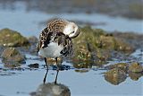 Semipalmated Sandpiper