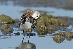 Semipalmated Sandpiper