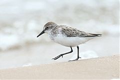 Semipalmated Sandpiper