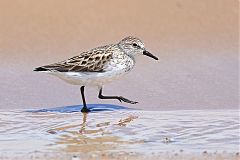 Semipalmated Sandpiper
