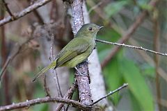 Serra do Mar Tyrant-Manakin