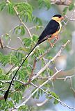 Shaft-tailed Whydahborder=