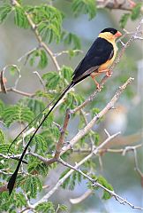 Shaft-tailed Whydah