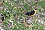 Shaft-tailed Whydahborder=