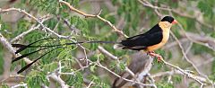 Shaft-tailed Whydah