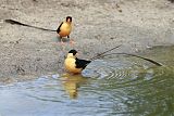 Shaft-tailed Whydahborder=