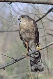 Sharp-shinned Hawk