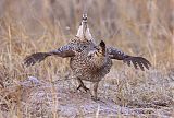 Sharp-tailed Grouse