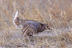 Sharp-tailed Grouse