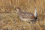 Sharp-tailed Grouse