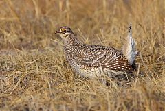 Sharp-tailed Grouse