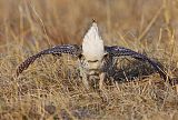 Sharp-tailed Grouse