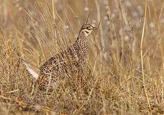 Sharp-tailed Grouse