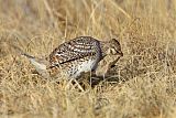 Sharp-tailed Grouse