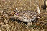 Sharp-tailed Grouse