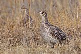 Sharp-tailed Grouse