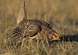 Sharp-tailed Grouse