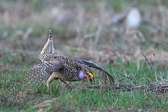 Sharp-tailed Grouse