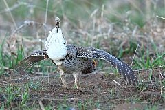 Sharp-tailed Grouse
