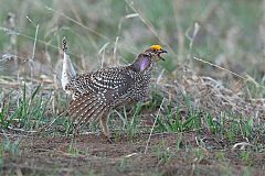 Sharp-tailed Grouse