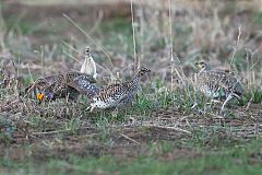 Sharp-tailed Grouse