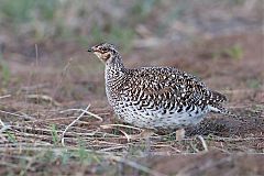 Sharp-tailed Grouse