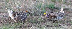 Sharp-tailed Grouse