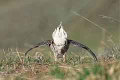 Sharp-tailed Grouse