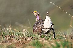 Sharp-tailed Grouse