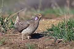 Sharp-tailed Grouse