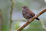 Sharp-tailed Streamcreeper