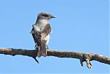 Shear-tailed Gray Tyrant