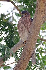 Shikra